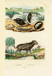 Coléoptères aquatiques